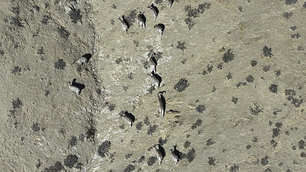 Aerial view of blue sheep captured using a drone in Upper Dolpo, Nepal. Photo: Gokarna Jung Thapa Aerial view of blue sheep captured using a drone in Upper Dolpo, Nepal. Photo: Gokarna Jung Thapa