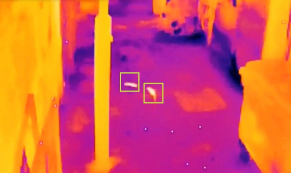 Thermal imaging cameras can track rats at night. Photo: Handout