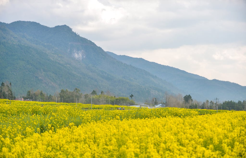 A field of flowers in Tengchong, in China’s Yunnan province. Photo: Xinhua A field of flowers in Tengchong, in China’s Yunnan province. Photo: Xinhua