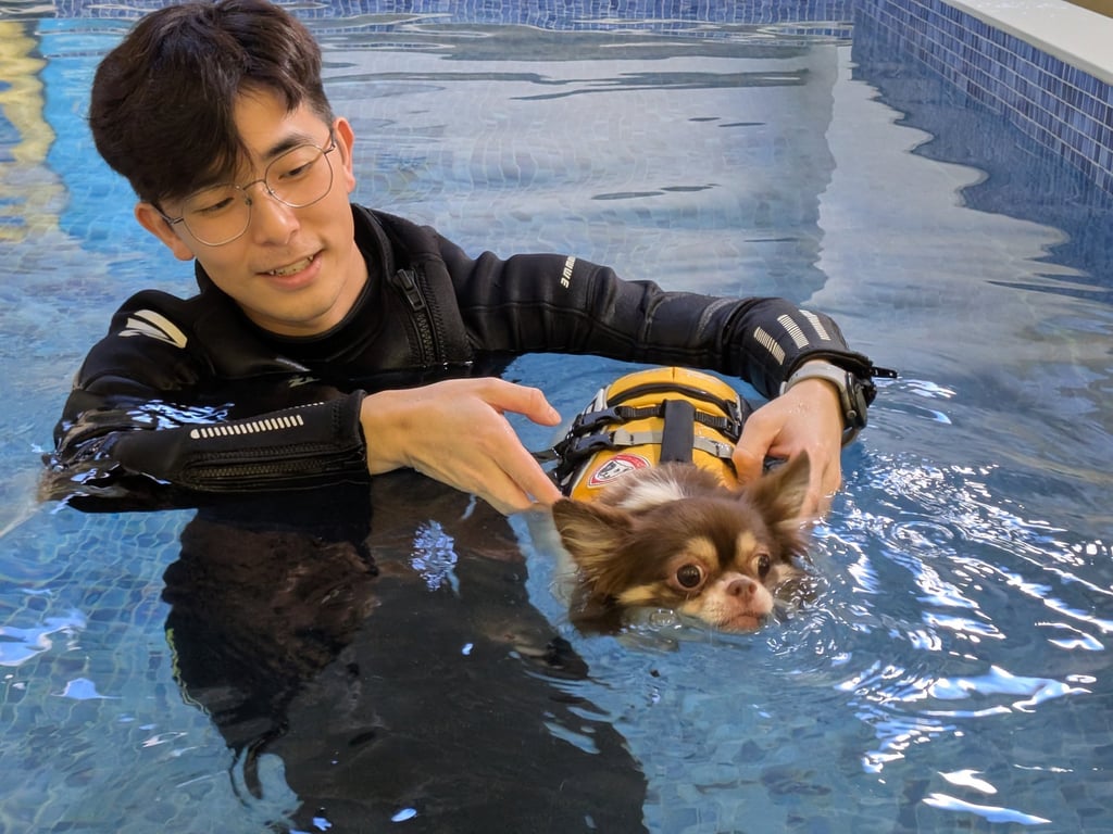 Marco at Paw by Paw works with overweight chihuahua Apple to help her exercise in the swimming pool. Photo: Kevin Kwong Marco at Paw by Paw works with overweight chihuahua Apple to help her exercise in the swimming pool. Photo: Kevin Kwong