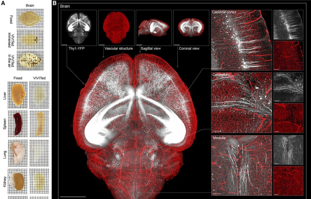 Scientists have long been looking for ways to make biological tissues transparent so that they can study organs without damaging their internal structures by cutting through them. Photo: Handout Scientists have long been looking for ways to make biological tissues transparent so that they can study organs without damaging their internal structures by cutting through them. Photo: Handout