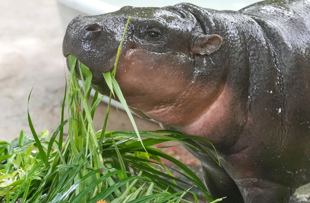 Moo Deng eats fruits and vegetables presented for her first birthday celebration at the Khao Kheow Open Zoo on July 10. Photo: AP Moo Deng eats fruits and vegetables presented for her first birthday celebration at the Khao Kheow Open Zoo on July 10. Photo: AP