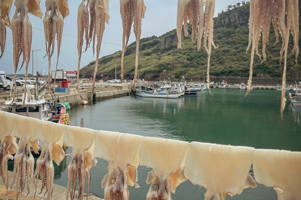 Squid drying on handrails around the port in a Jeju fishing village. Photo: Cameron Dueck Squid drying on handrails around the port in a Jeju fishing village. Photo: Cameron Dueck