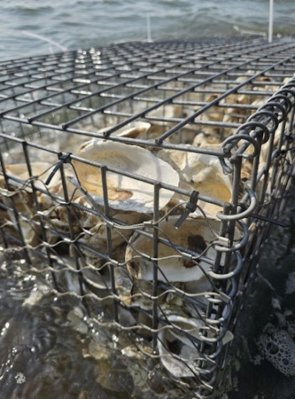 The installation of modular wire reefs along Tai O’s shore helps reduce wave impact, supports habitat restoration and lowers flood risk. Photo: A Plastic Ocean Foundation The installation of modular wire reefs along Tai O’s shore helps reduce wave impact, supports habitat restoration and lowers flood risk. Photo: A Plastic Ocean Foundation
