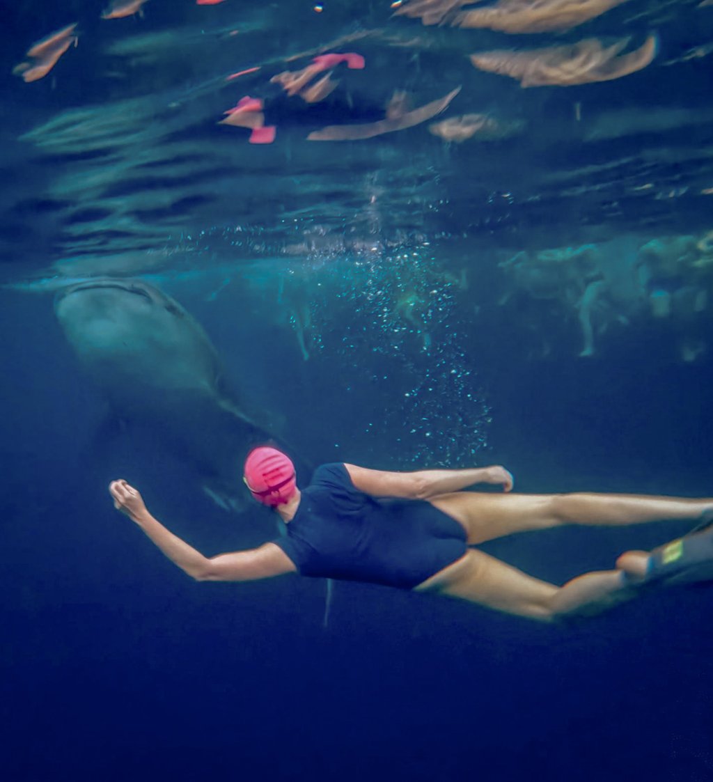 Swimming with whale sharks. Photo: All Blue Swim Tours