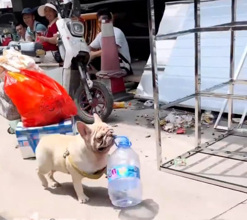 Each day, the canine undertakes three missions to collect bottles – one in the morning, another at noon, and a final run in the evening. Photo: Douyin