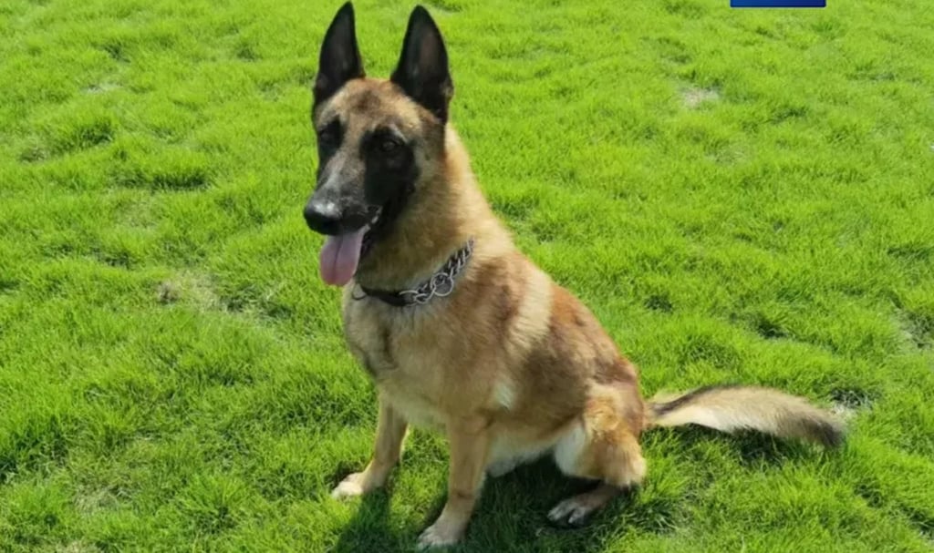 Belgian Malinois Matt started off stubborn but matured into a focused patrol dog. Photo: Handout Belgian Malinois Matt started off stubborn but matured into a focused patrol dog. Photo: Handout
