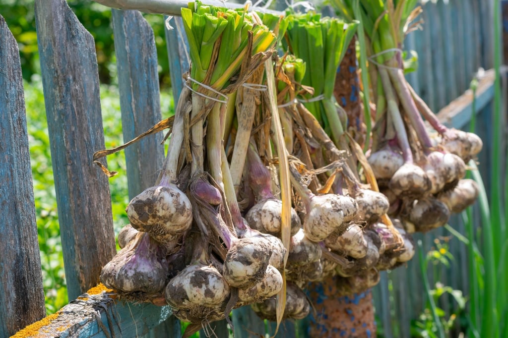 Ripe garlic bulbs. Photo: Shutterstock