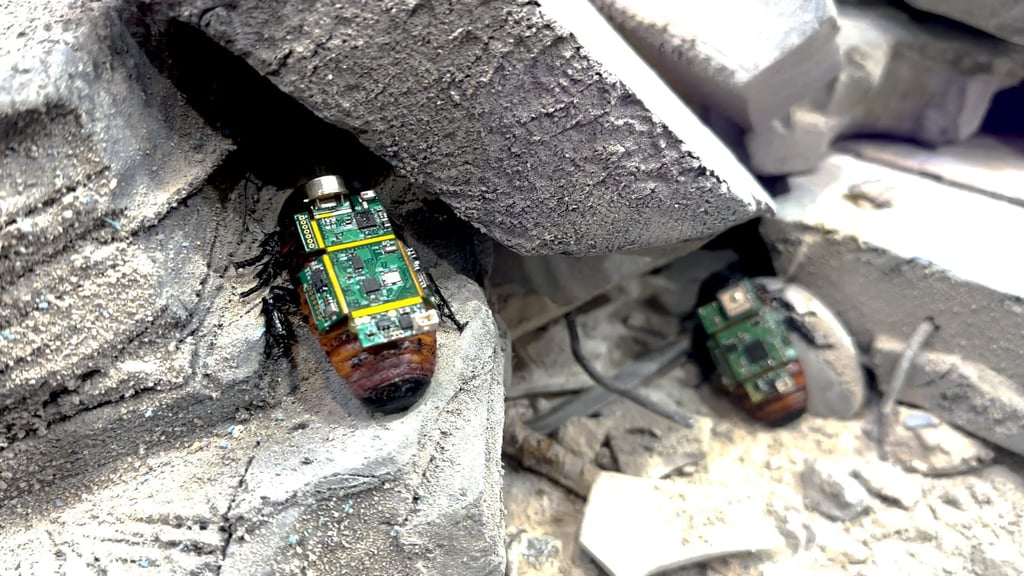 Part of Singapore Design Week’s “Unnatural History Museum of Singapore” exhibition are cyborg cockroaches that can move through disaster zones for search-and-rescue operations. Photo: courtesy HTX (Home Team Science and Technology Agency)