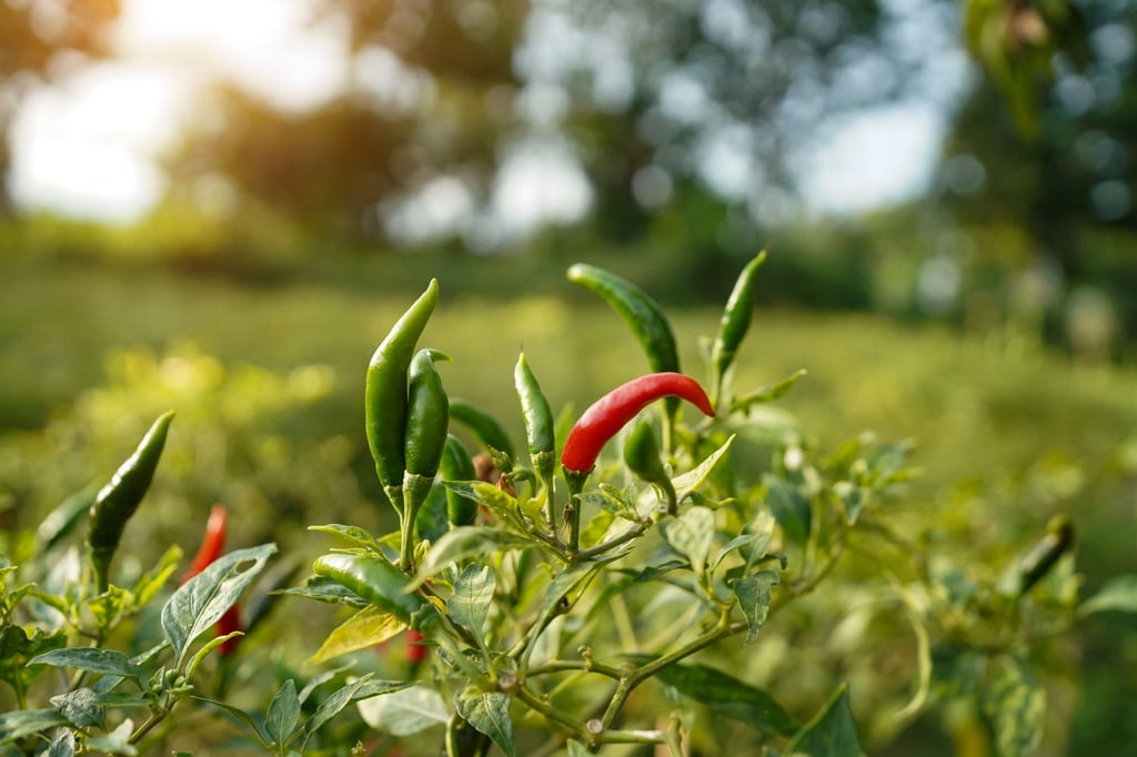 Fresh chilli is frequently an ingredient of modern Macanese dishes. Photo: Shutterstock Fresh chilli is frequently an ingredient of modern Macanese dishes. Photo: Shutterstock