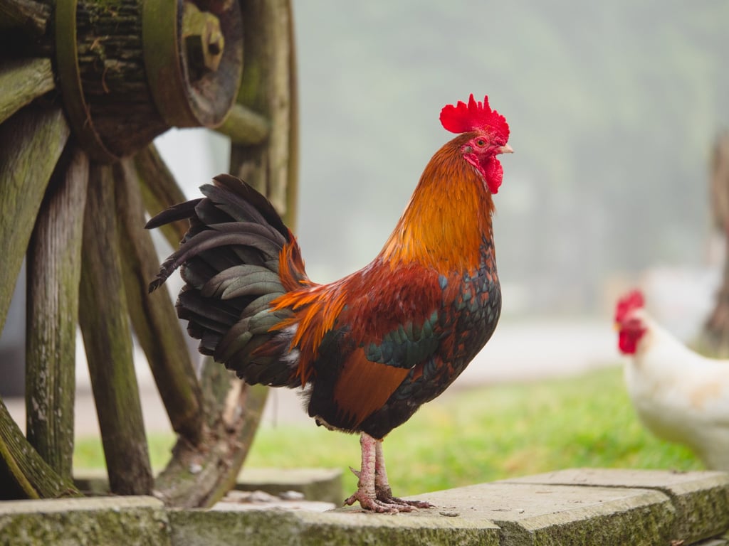 Those born in the Year of the Rooster appreciate an argument and like to win. Photo: Shutterstock