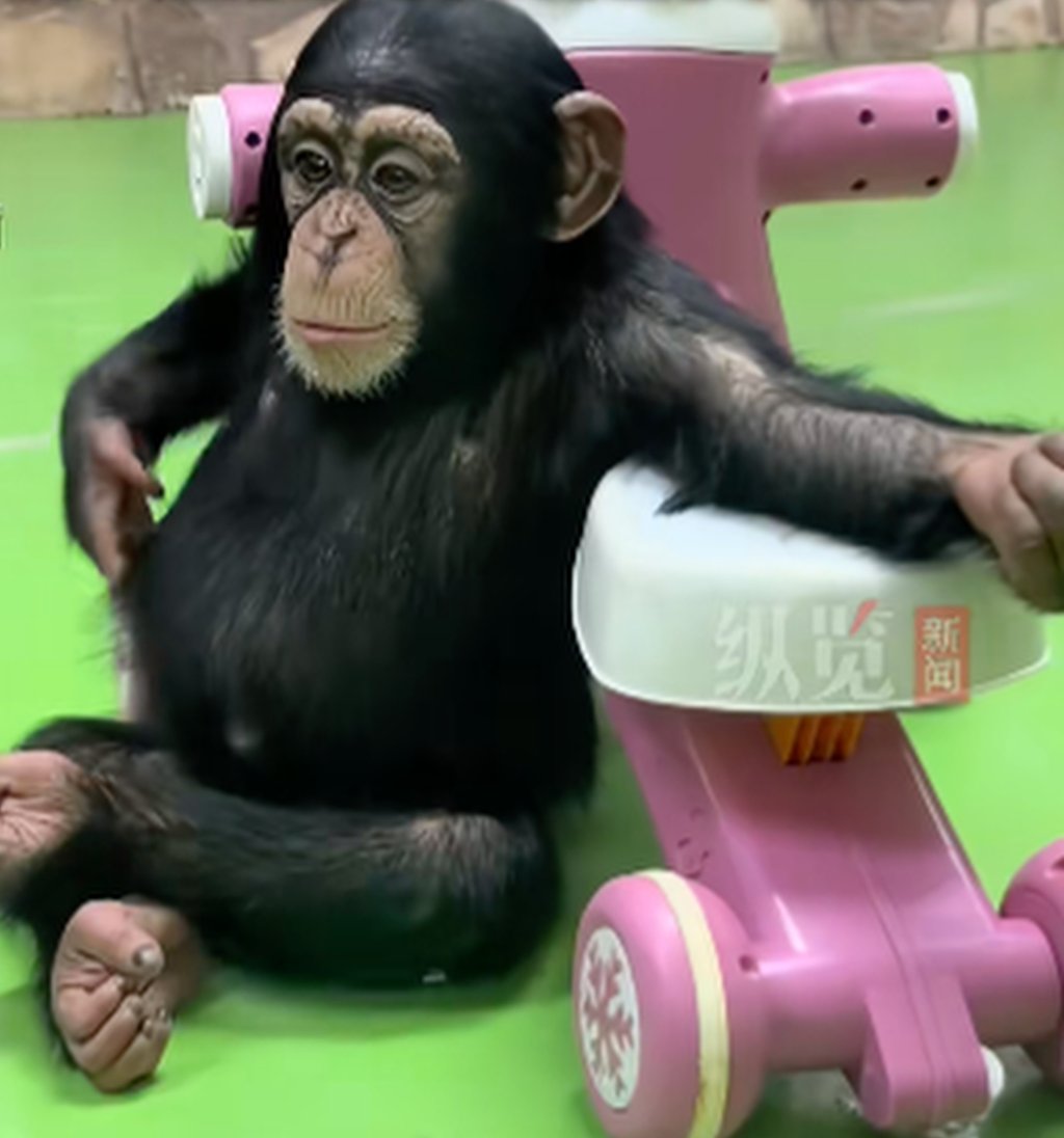 Ding Ding has already endeared himself to zoo visitors with his humanlike behaviour. Photo: Douyin Ding Ding has already endeared himself to zoo visitors with his humanlike behaviour. Photo: Douyin