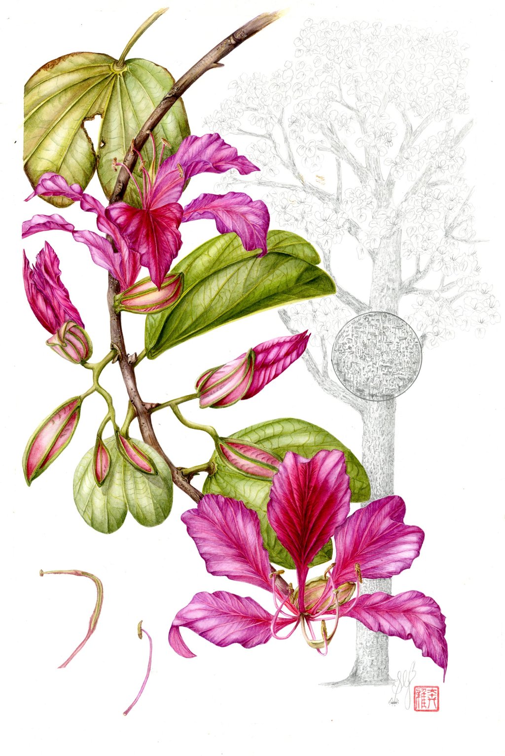 One of Sally Bunker’s botanical art illustrations from the book Portraits of Trees of Hong Kong and Southern China. Photo: courtesy Sally Bunker One of Sally Bunker’s botanical art illustrations from the book Portraits of Trees of Hong Kong and Southern China. Photo: courtesy Sally Bunker