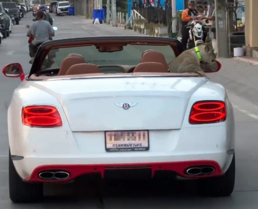 A pet lion cub sits in the back of a convertible Bentley in Pattaya, Thailand. Photo: Facebook/Madamannudon A pet lion cub sits in the back of a convertible Bentley in Pattaya, Thailand. Photo: Facebook/Madamannudon