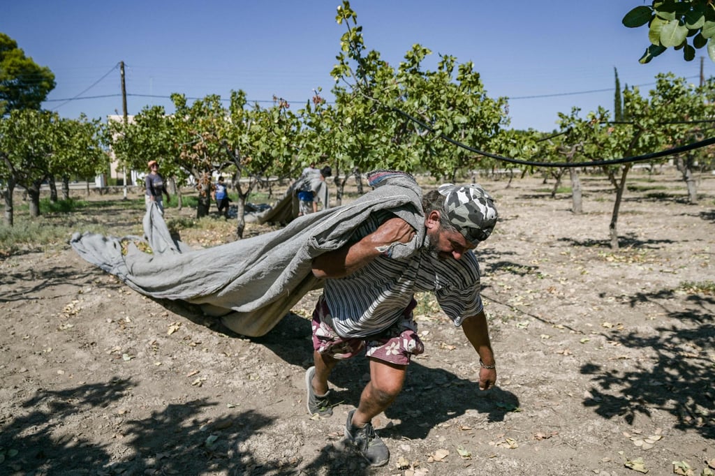 A worker harvests pistachios on the Greek island of Aegina. Photo: AFP A worker harvests pistachios on the Greek island of Aegina. Photo: AFP