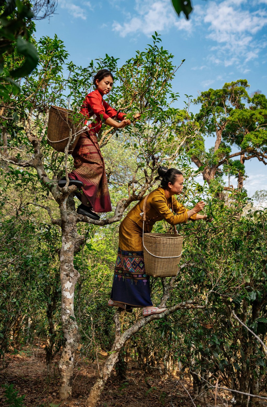 Tea grower Yi Zhang and her stepdaughter Ye Nanen from the Dai indigenous community climb old tea trees to pluck leaves in Da Ping Zhang, one of the five tea forests on Jingmai Mountain. Photo: Justin Jin