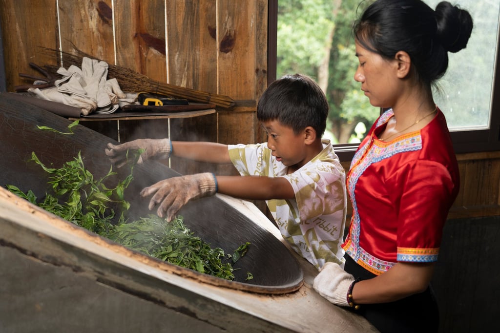Helped by her son, tea grower Yu Jing from the Blang indigenous community heats tea in a process called “kill green”, at their home in Mangjing village. Photo: Justin Jin