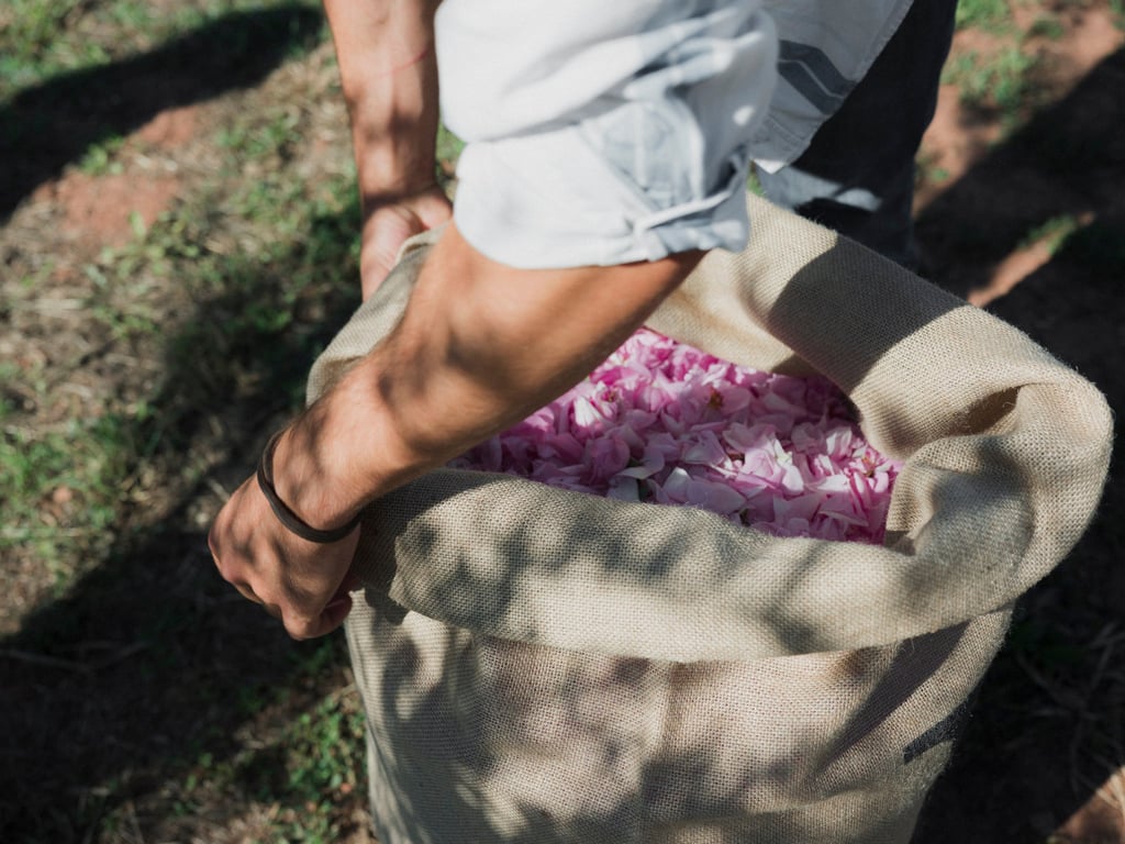 Blooms gathered for use in Henry Jacques fragrances. Photo: Handout