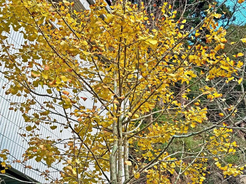 A ginkgo biloba tree. Photo: Shutterstock A ginkgo biloba tree. Photo: Shutterstock