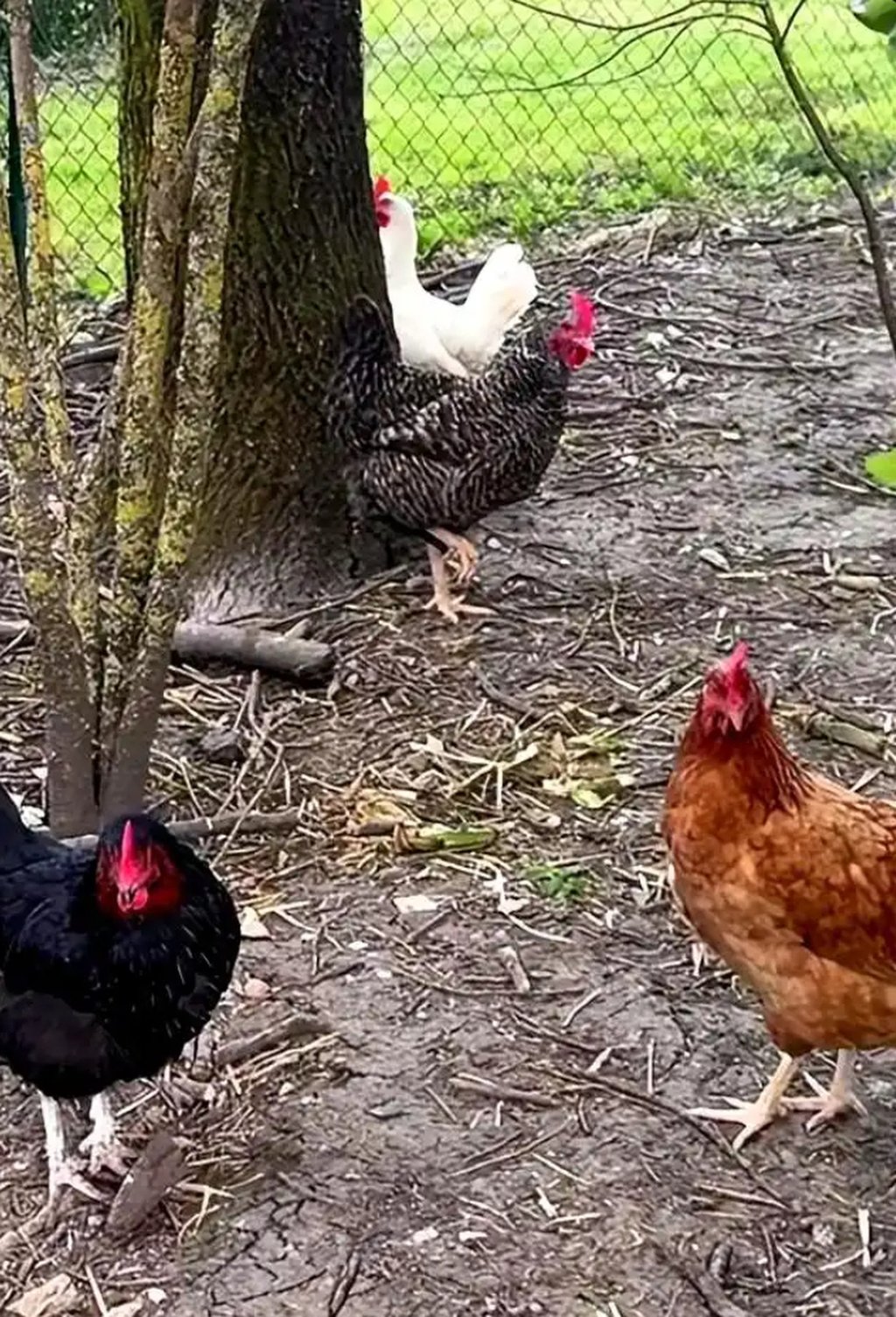 Cheung says that she is grateful to the chickens that provide her with eggs. Photo: Baidu