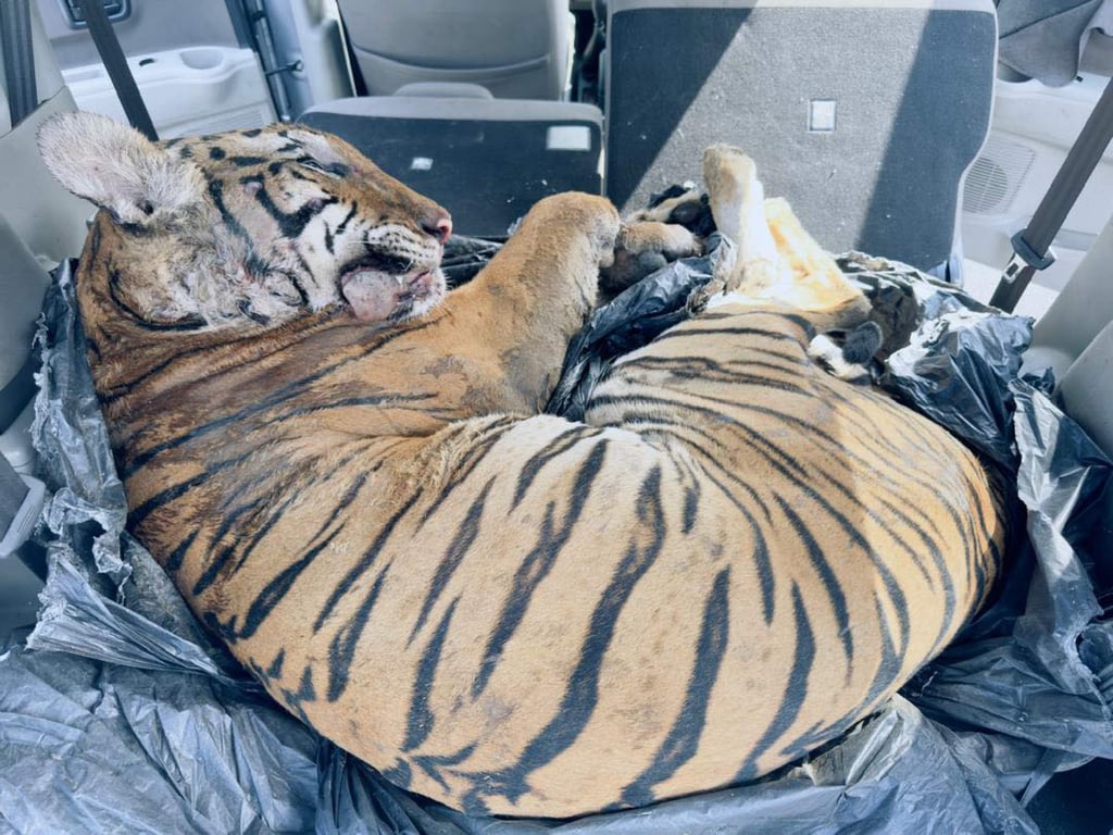 The carcass of a Malayan tiger discovered in the boot of a car in Johor on Tuesday. Photo: Facebook / Pasukan Simpanan Persekutuan