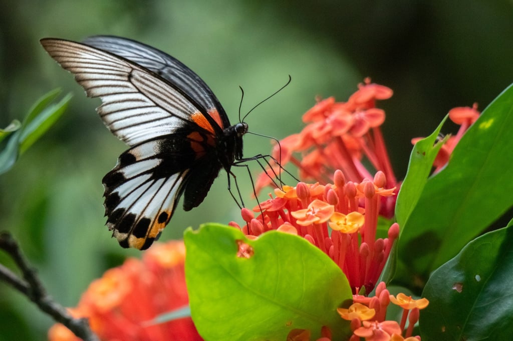 The Great Mormon butterfly (Papilio memnon) is a large and common swallowtail species found in Hong Kong. Photo: KFBG