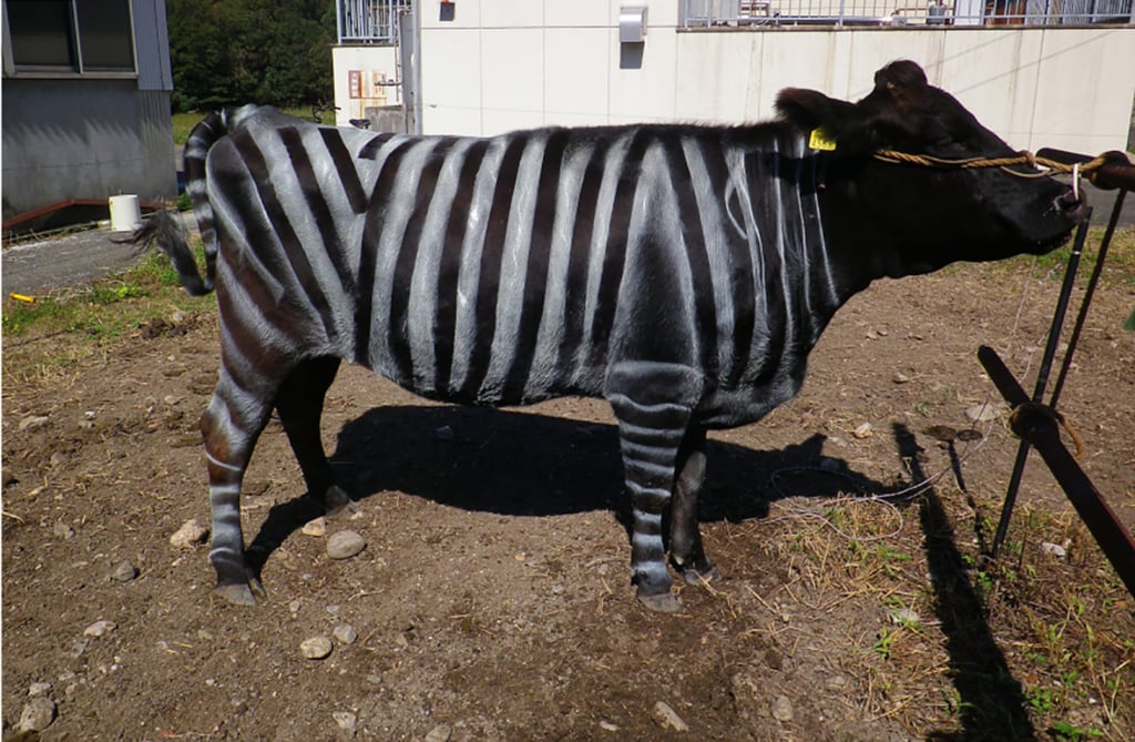 A black-and-white striped cattle. The study showed such cows had about half the number of fly landings compared with other control groups, and also performed fewer avoidance movements, suggesting reduced stress. Photo: Handout