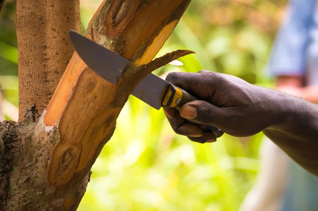 A farmer cuts pieces from a cinnamon tree. Photo: Shutterstock