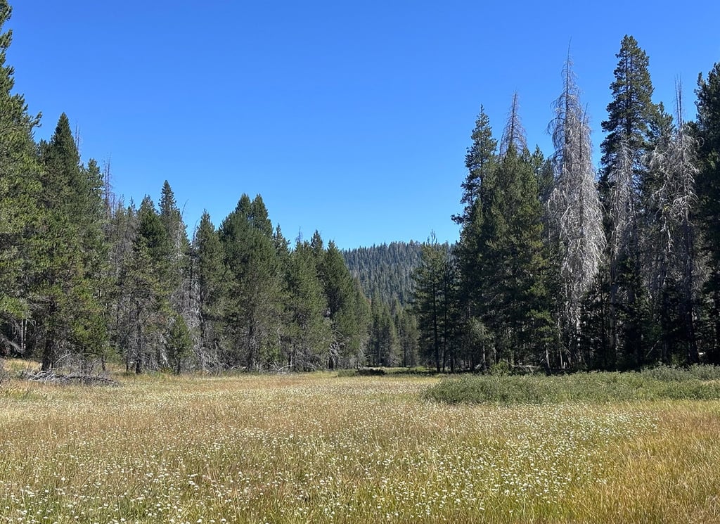 McGurk Meadow, one of the scenic spots along a lesser-known hike in Yosemite. Photo: Los Angeles Times/TNS