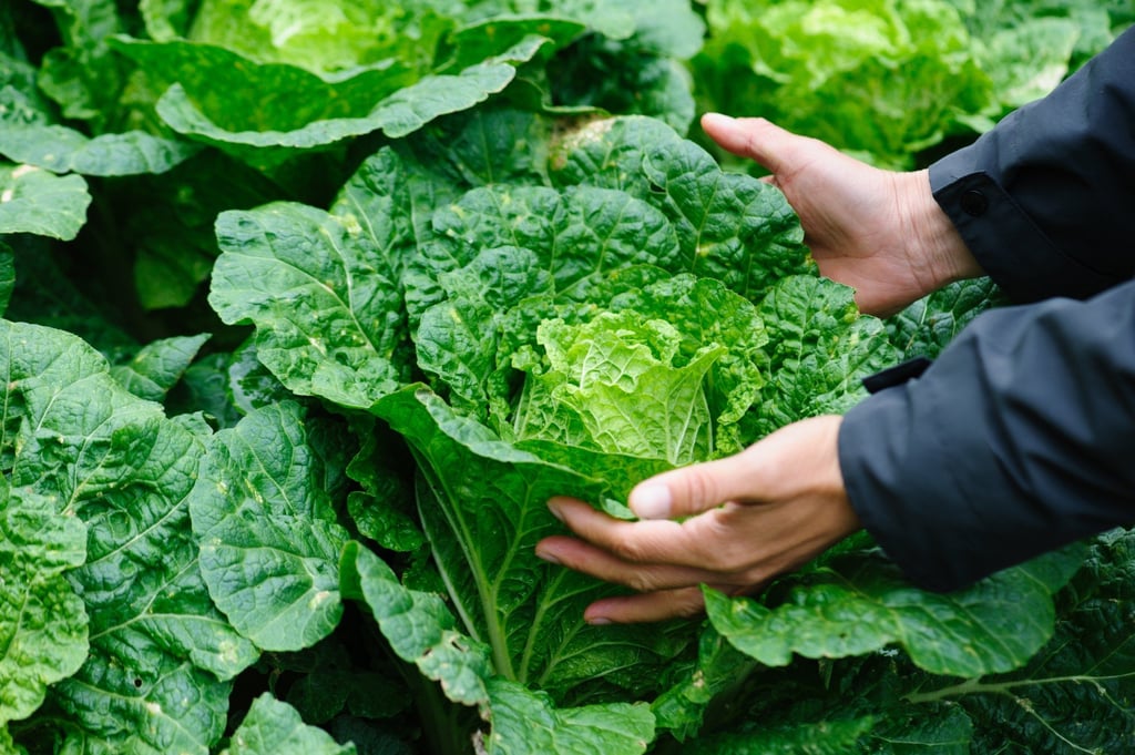 The strange ritual of raiding vegetable gardens usually takes place at night. Photo: Shutterstock