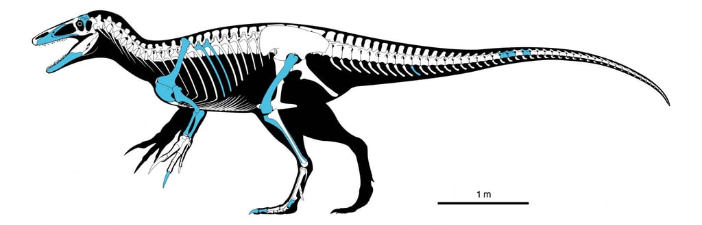 A skeletal reconstruction of the Joaquinraptor, whose fossilised remains were unearthed in Argentina’s Patagonia region. Image: T.K. Robinson and Andrew McAfee via Reuters