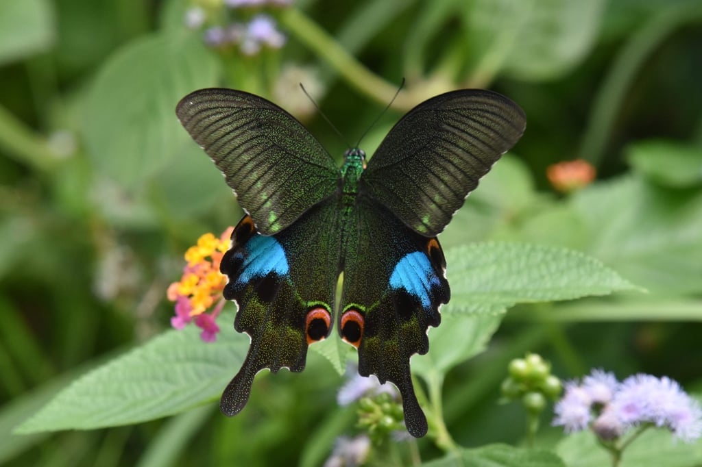 A Paris peacock butterfly is seen at Kadoorie Farm and Botanic Garden in Hong Kong’s Tai Po district. Photo: KFBG