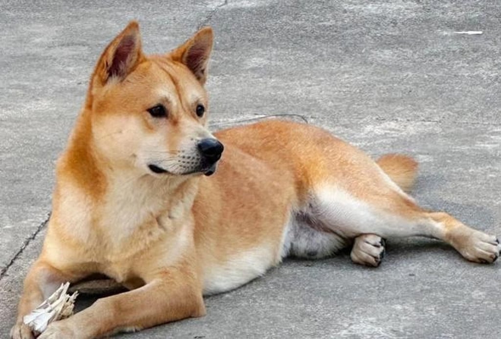 Hetao, the Shiba Inu dog, was happy and relaxed before the snake appeared in the garden. Photo: Handout Hetao, the Shiba Inu dog, was happy and relaxed before the snake appeared in the garden. Photo: Handout