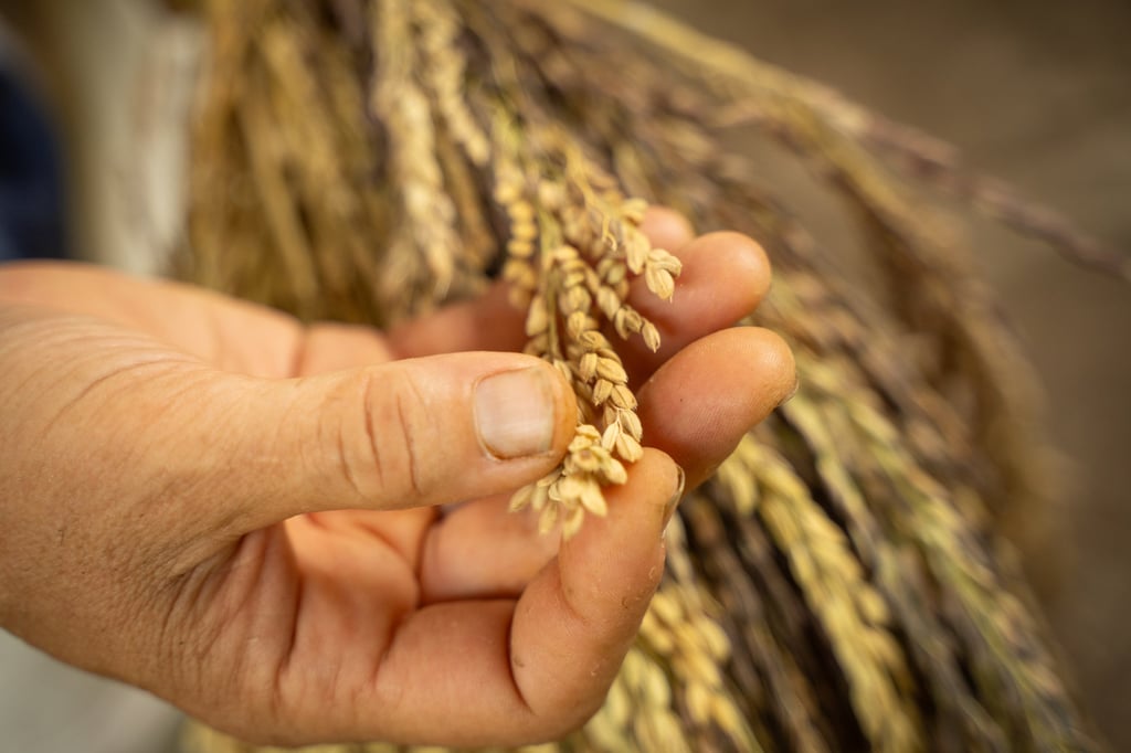 Local farmer Kit-ching presenting the rice she grew. Photo: Alexander Mak