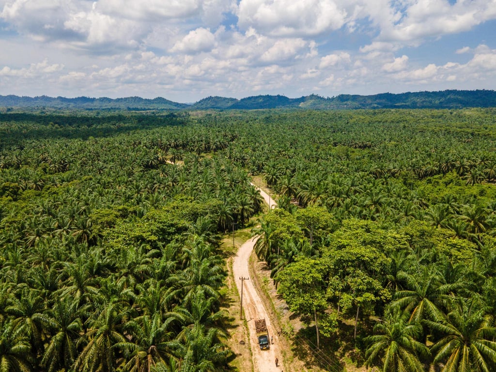 A truck loaded with oil palm navigates an unpaved road at a plantation in Indonesia’s Aceh province on September 23. Photo: AFP