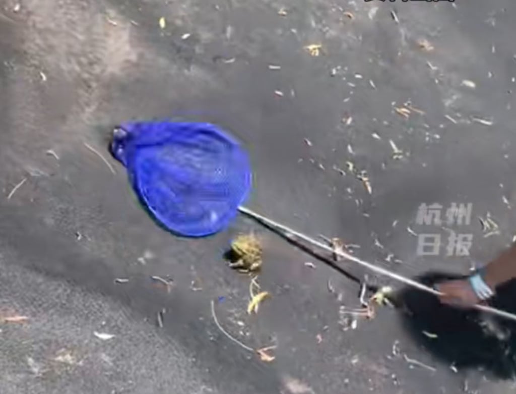 Instead of cooking the frogs, Zhang swallowed them alive – three on the first day and five more the following day. Photo: Douyin