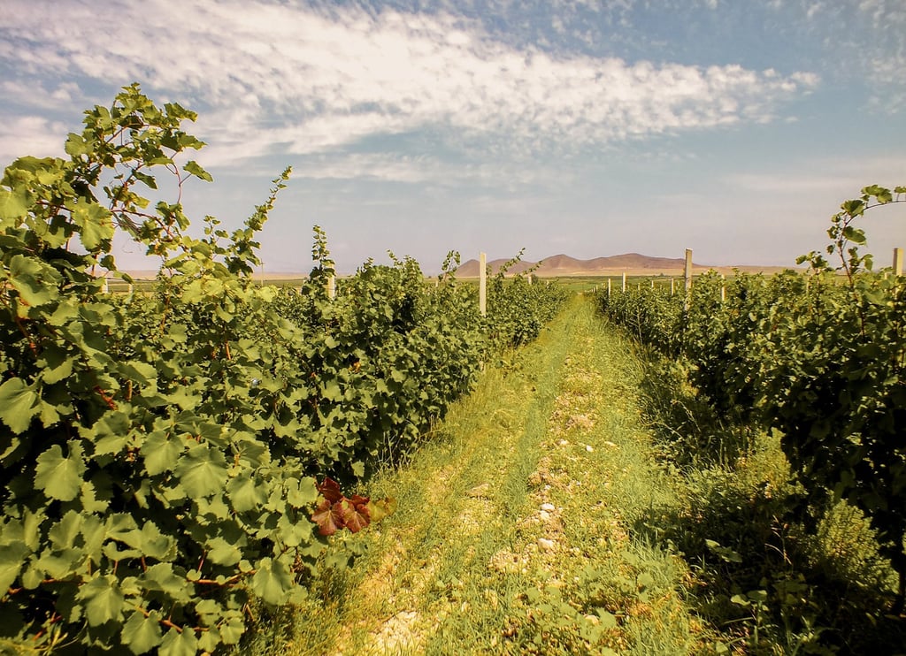Voskeni Wines, at Sardarapat, in the Ararat Valley close to the border with Turkey. Photo: Handout