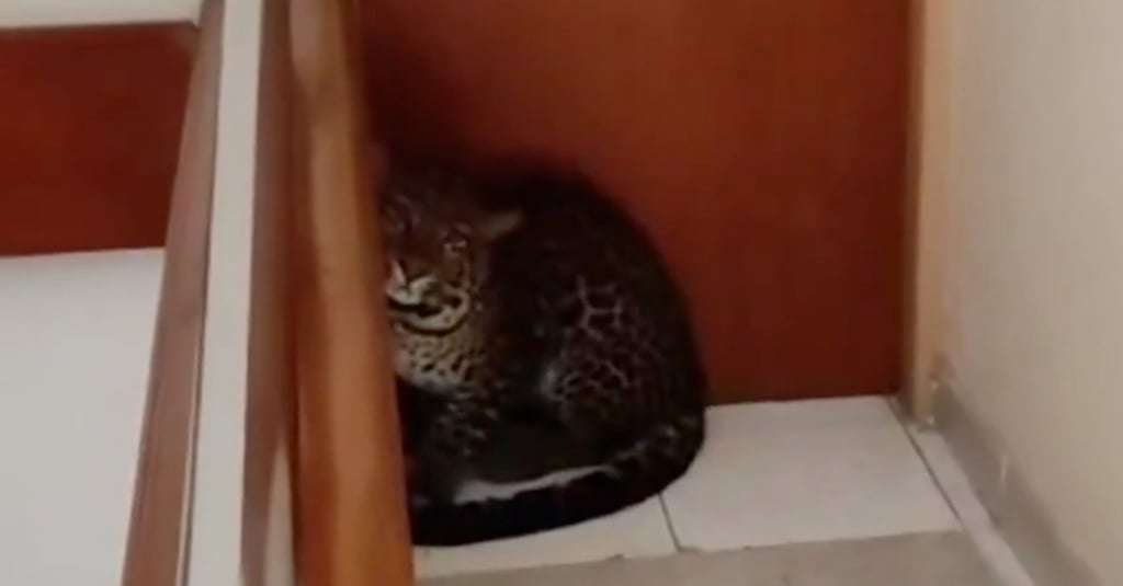 A screengrab from a social media shows the leopard in a hotel in Bandung City, West Java. Photo: Handout