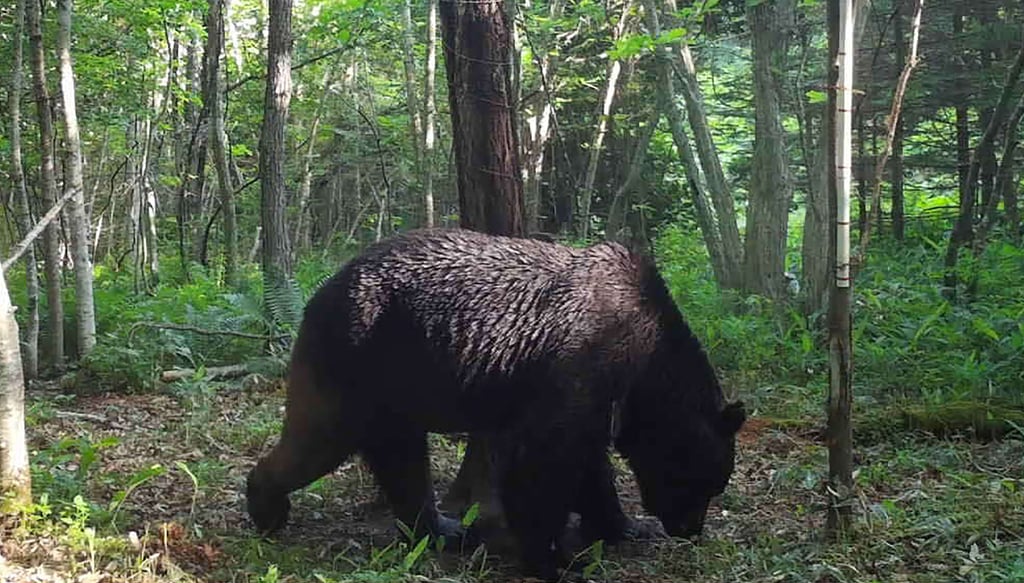 A bear is caught on hidden camera near Shibecha town in Japan. Photo: Town of Shibecha /AFP