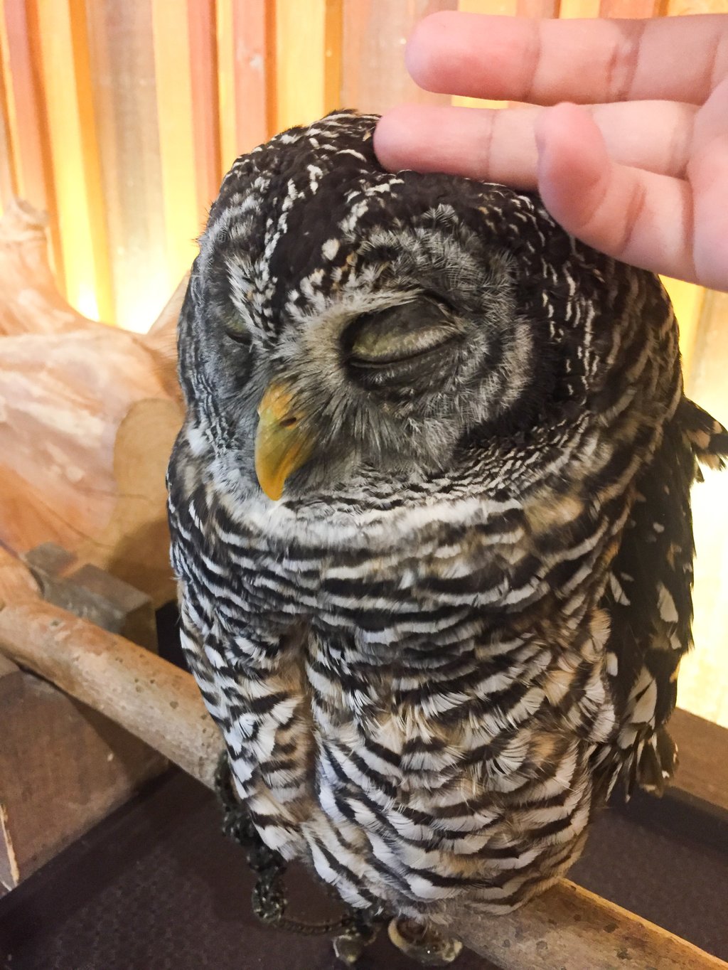 An owl at one of Japan’s exotic animal cafes. Photo: Shutterstock