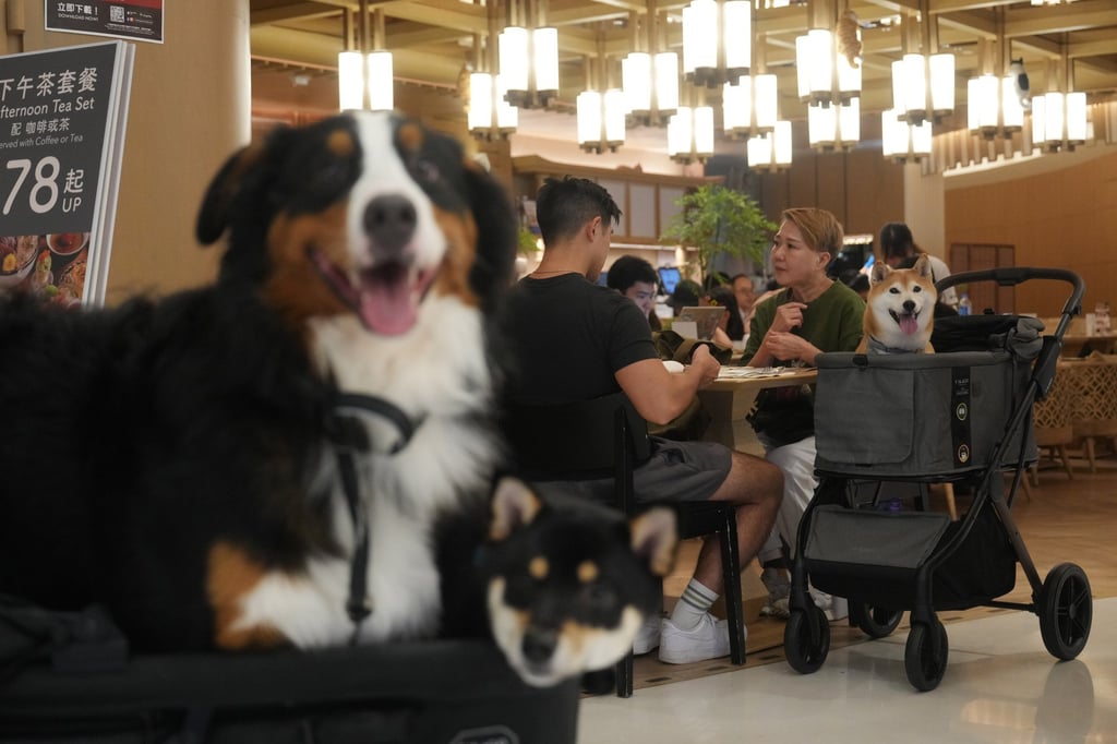 The Dog has a non-judgmental energy and enjoys spending time with all age groups. Photo: Sam Tsang