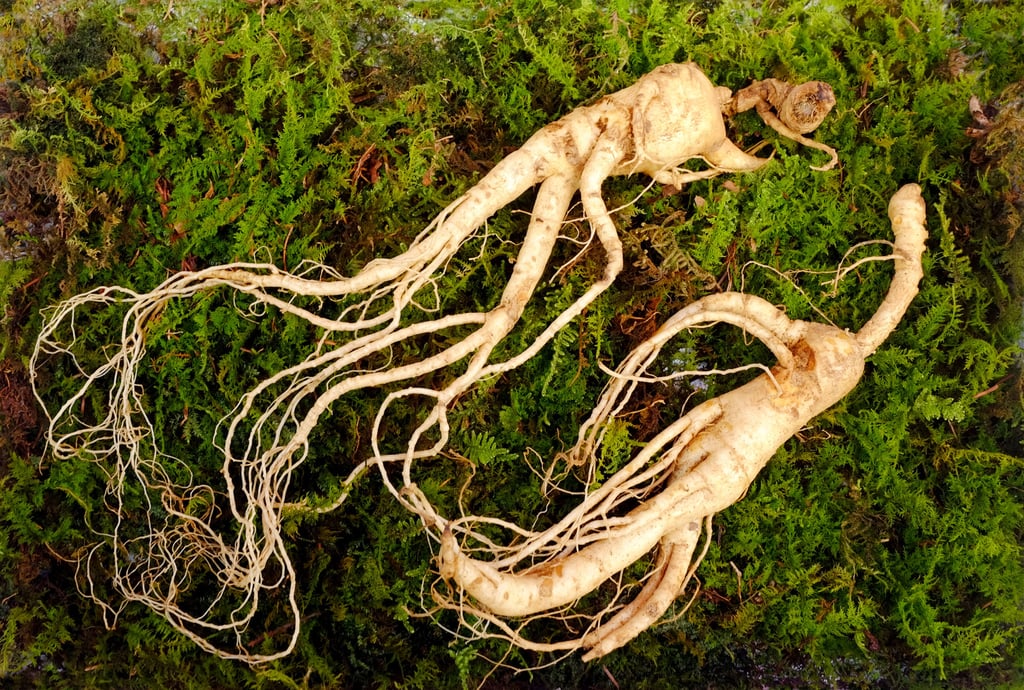 Wild Korean ginseng root. Photo: Getty Images
