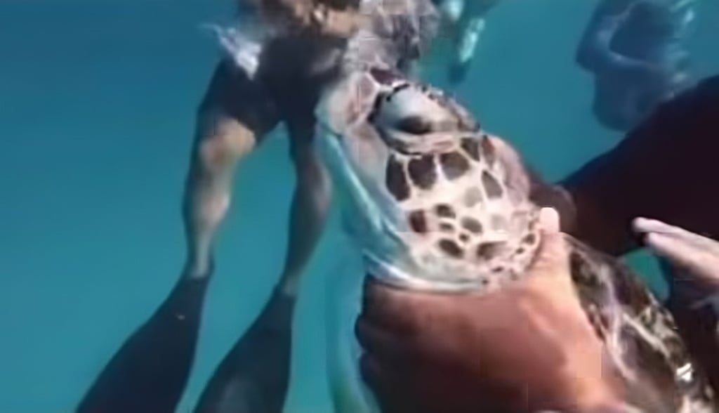 A still from undated footage shared by the Tropical Research and Conservation Centre Borneo shows a turtle being manhandled by divers in Malaysia. Photo: Facebook/tracc.borneo A still from undated footage shared by the Tropical Research and Conservation Centre Borneo shows a turtle being manhandled by divers in Malaysia. Photo: Facebook/tracc.borneo