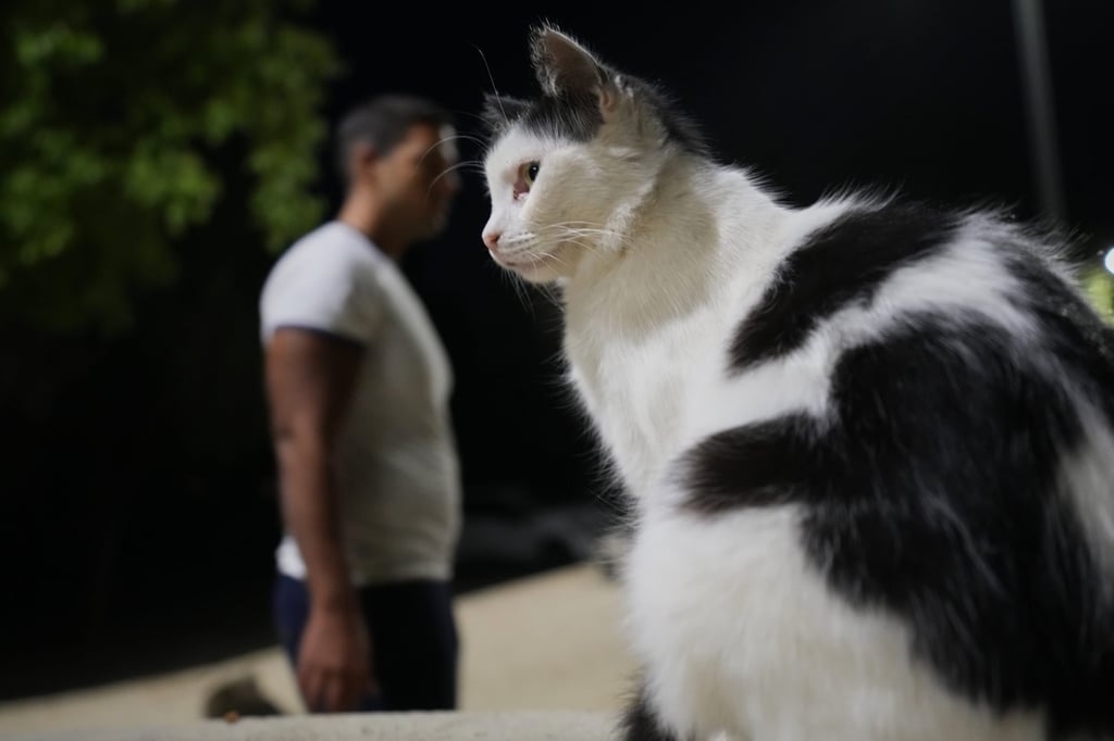 A cat at a park in Nicosia, Cyprus. Photo: AP