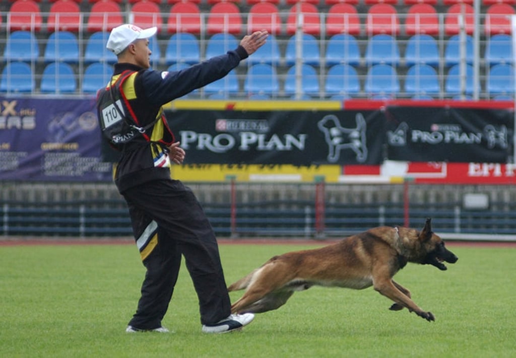 Belgian Malinois were the most common breed to appear in the study. Photo: SCMP