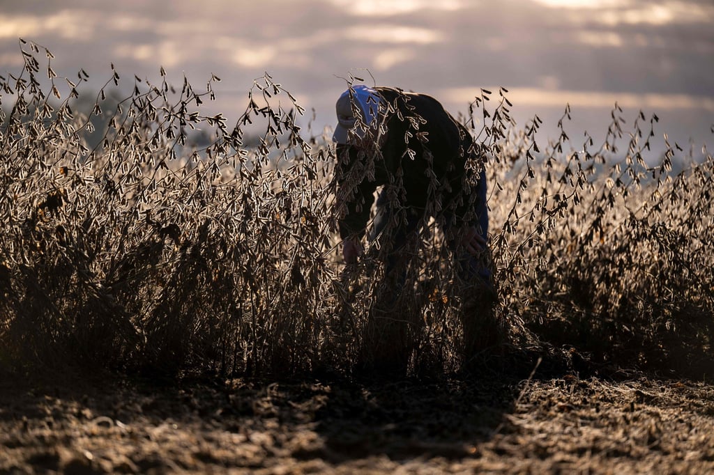 A soybean farmer inspects a soybean field that is ready for harvesting in Cordova, Maryland, the US, last week. Photo: AP A soybean farmer inspects a soybean field that is ready for harvesting in Cordova, Maryland, the US, last week. Photo: AP