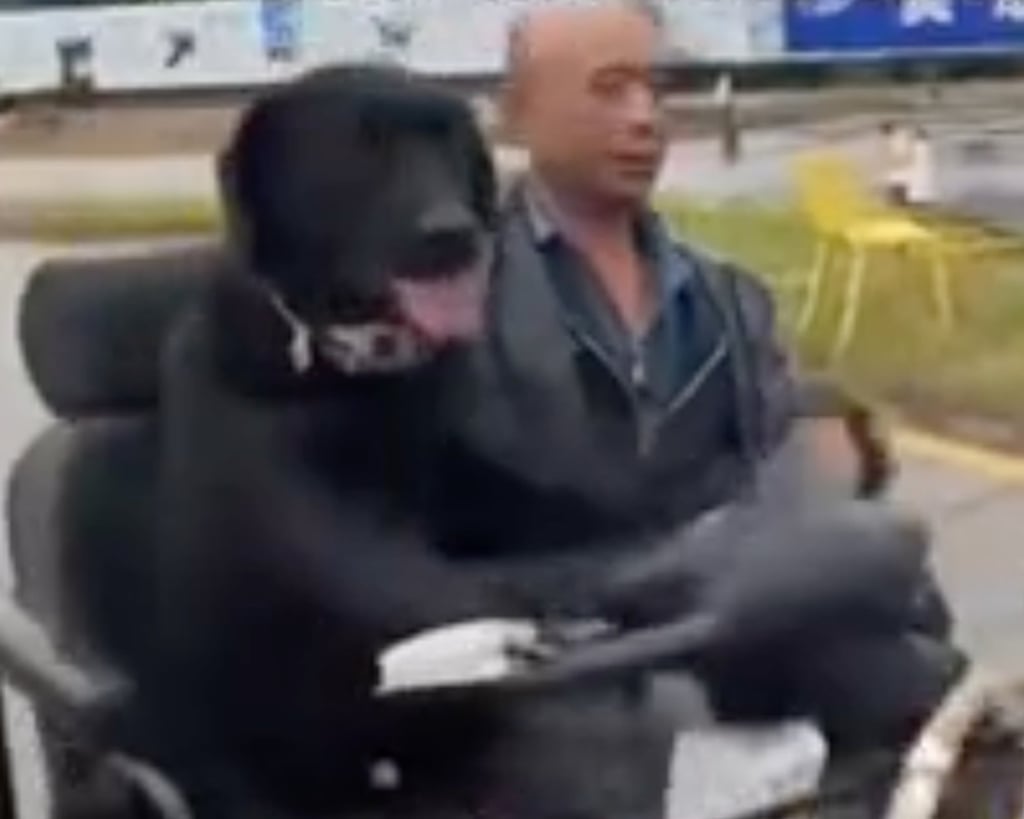 Wanzi the black Labrador enjoys being at the wheel of the scooter alongside his owner. Photo: Douyin Wanzi the black Labrador enjoys being at the wheel of the scooter alongside his owner. Photo: Douyin
