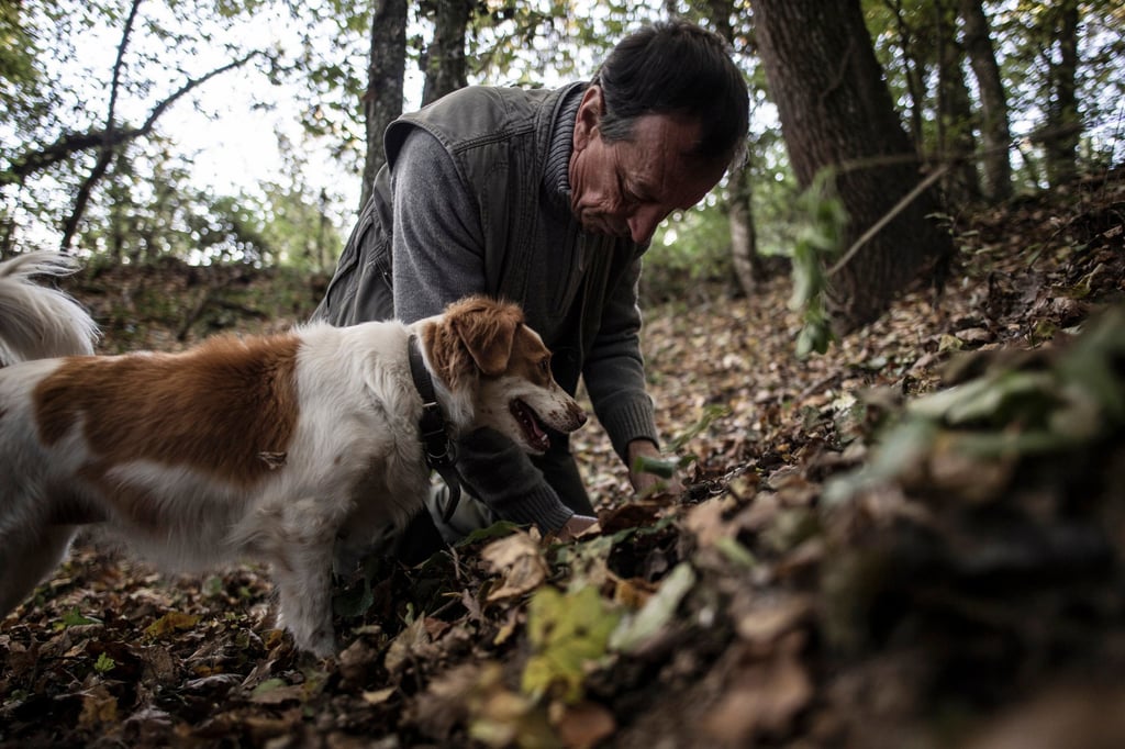A truffle hunter searches for truffles with his dog in Verduno, near Alba, in northwestern Italy. Photo: AFP