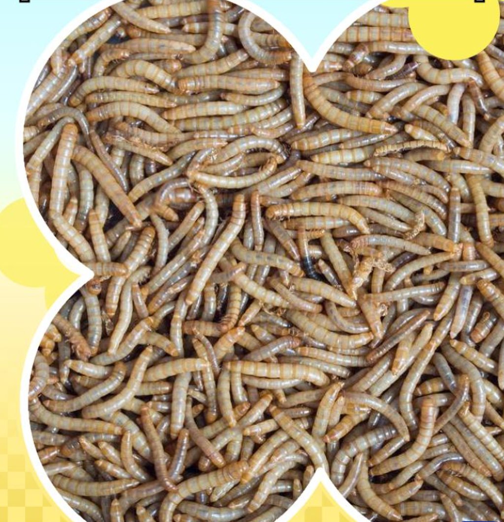 Bread worms are said to be rich in protein and to taste like “milky almonds”. Photo: Baidu Bread worms are said to be rich in protein and to taste like “milky almonds”. Photo: Baidu