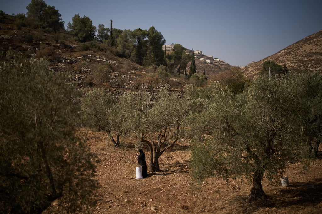 A Palestinian woman collects grass during the olive harvest on a roadside area in the West Bank village of Sa’ir, near Hebron, on Thursday. Photo: AP A Palestinian woman collects grass during the olive harvest on a roadside area in the West Bank village of Sa’ir, near Hebron, on Thursday. Photo: AP